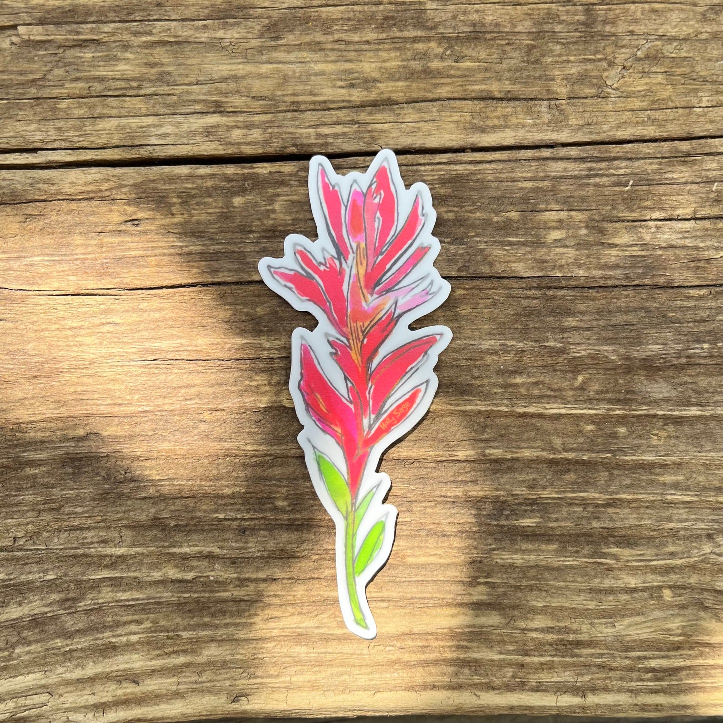 Solo Indian Paintbrush Sticker